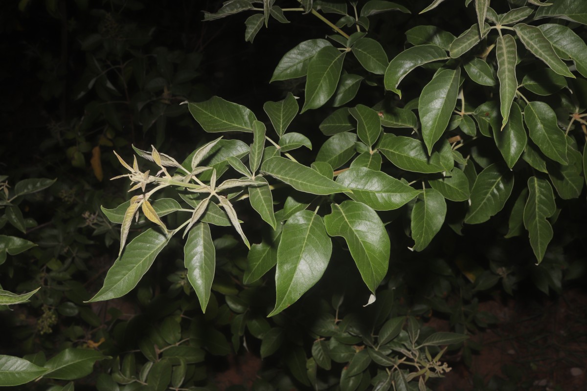 Vitex trifolia subsp. trifolia